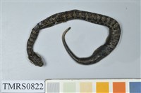 藏品(菊池氏龜殼花)的圖片